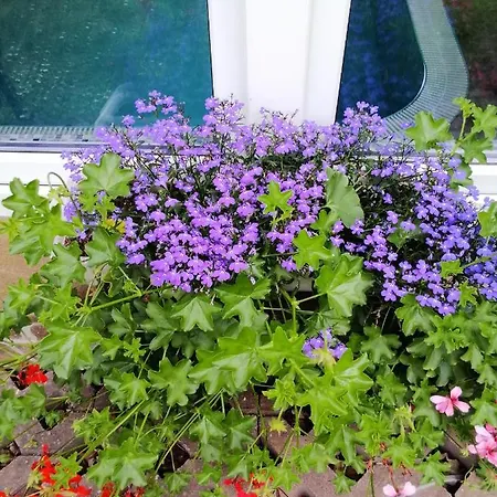 Bed & Breakfast Pasja