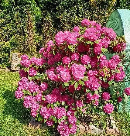 Bed & Breakfast Pasja