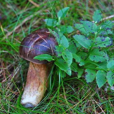 Pasja Świeradów-Zdrój