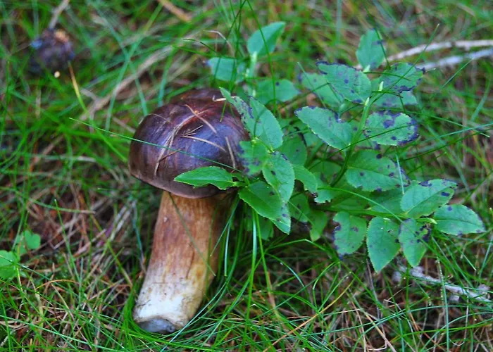 Pasja Świeradów-Zdrój